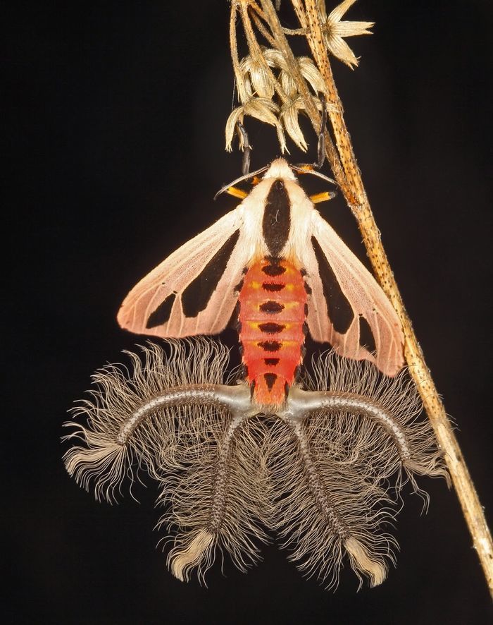 
Những chiếc đuôi đáng sợ trên thực chất là những coremata - bộ phận tỏa mùi hương giúp con đực "thả thính" con cái