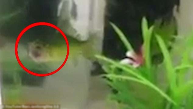 
Dù hình ảnh từ clip khá mờ nhưng không khó để nhận ra con cá mất đầu này thực sự đang bơi trong bể