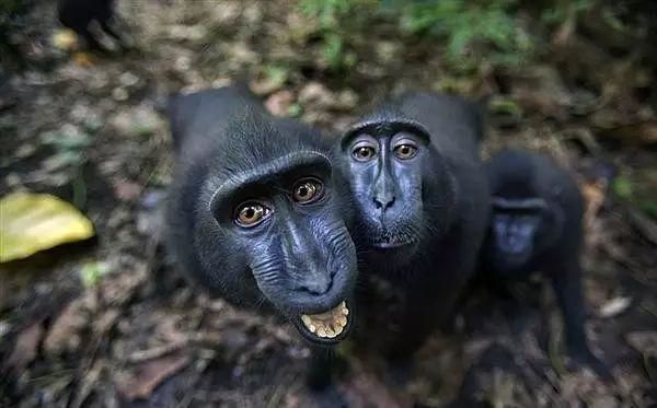 Chú khỉ này có phải là một nhiếp ảnh gia tự sướng khiến bạn bất ngờ không? Hãy cùng xem hình ảnh này để tìm hiểu những khoảnh khắc đáng yêu và tinh nghịch của chúng ta!