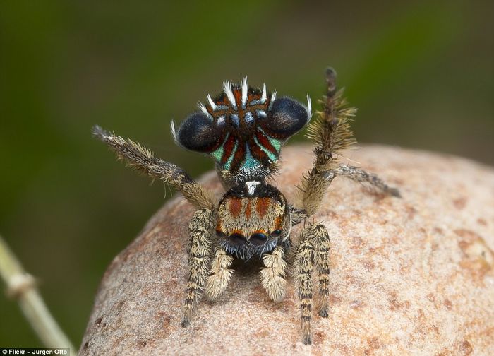 Dù bé nhỏ nhưng loài nhện này lại sở hữu ngoại hình độc nhất vô nhị