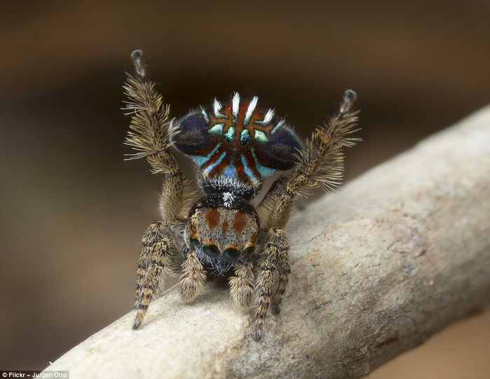 
Vì quá nhỏ nên mắt người thường không nhận ra được vẻ ngoài lộng lẫy của nhện công đực.