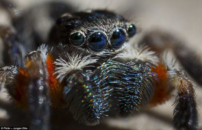 Chiêm ngưỡng vẻ lộng lẫy của loài nhện công khi múa 