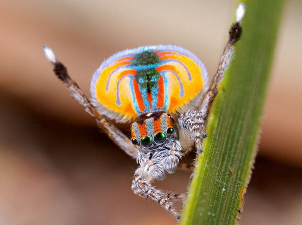 
Chiếc đuôi rực rỡ là "vũ khí hạ gục" mọi con cái của nhện công đực.