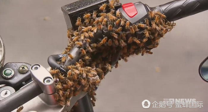 Ong chúa đậu trên xe máy khiến cả đàn ong nối đuôi nhau xâm chiếm xe của loài người