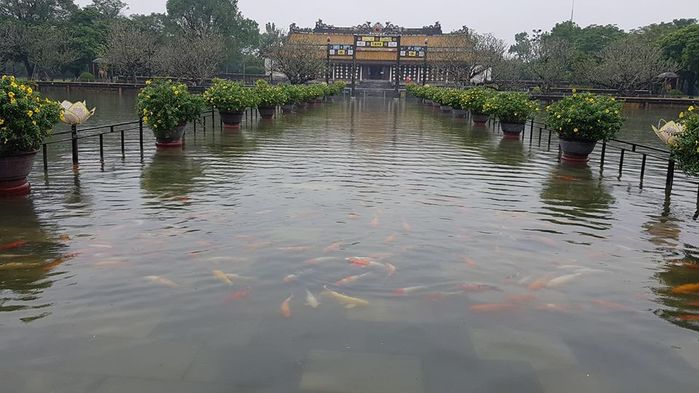Cá tung tăng bơi lội trong Đại Nội Hoàng Cung Huế vì ngập lụt