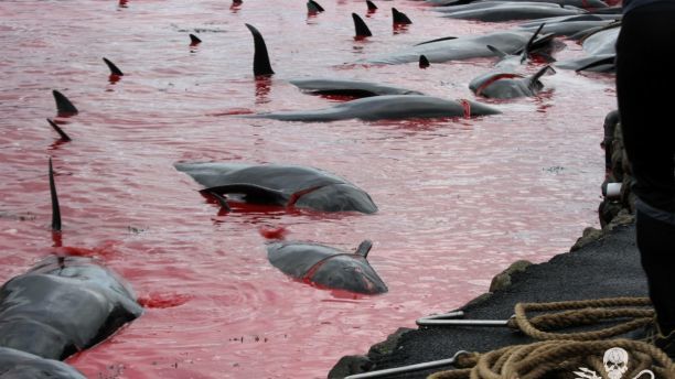 Bàng hoàng trước cảnh vùng biển nhuộm đỏ màu máu, hàng trăm chú cá voi bị xẻ thịt không thương tiếc