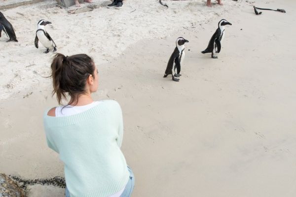
5. Chim cánh cụt: Khi nói đến các bãi biển gần thành phố Cape Town, bạn chắc hẳn không thể bỏ lỡ chuyến đi thăm chim cánh cụt Nam Phi. Mất một giờ lái xe từ thành phố Cape Town, địa điểm này là một trong những nơi duy nhất trên thế giới cho phép bạn có thể chơi đùa và bơi lội với những chú chim cánh cụt hoang dã.