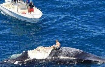 
Phát hiện xác con cá voi, chàng trai đã nhảy khỏi thuyền và trèo lên đó chơi