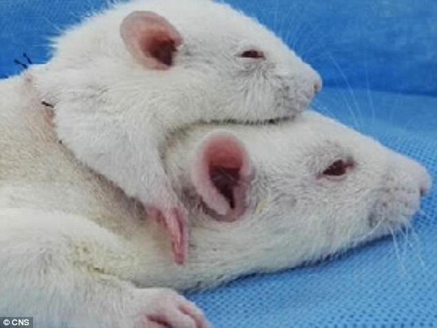 
Vào tháng 5, các nhà khoa học đã tiến hành ca ghép đầu trên chuột bạch.