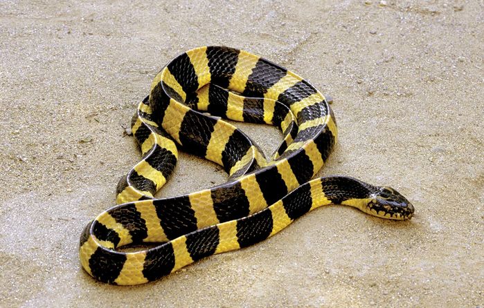 7 loài rắn nguy hiểm nhất thế giới, chẳng may mà thấy thì chạy cho nhanh nhé!