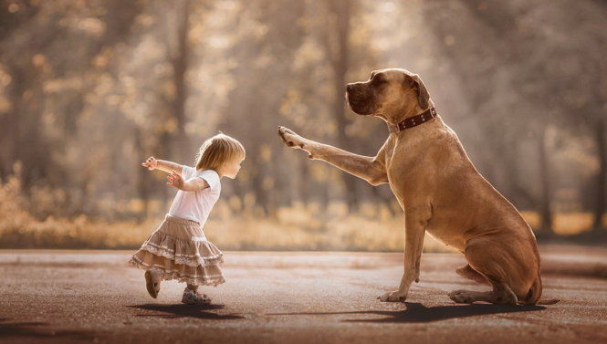 
Trẻ nhỏ rất thích được chơi cùng với những chú chó. Không những không gây hen suyễn mà còn giúp trẻ em tạo hệ miễn dịch tốt hơn