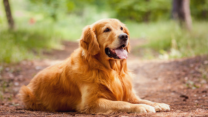 
Golden Retrievers là một trong những giống chó được nhiều người lựa chọn vì độ thông minh và đáng yêu của chúng
