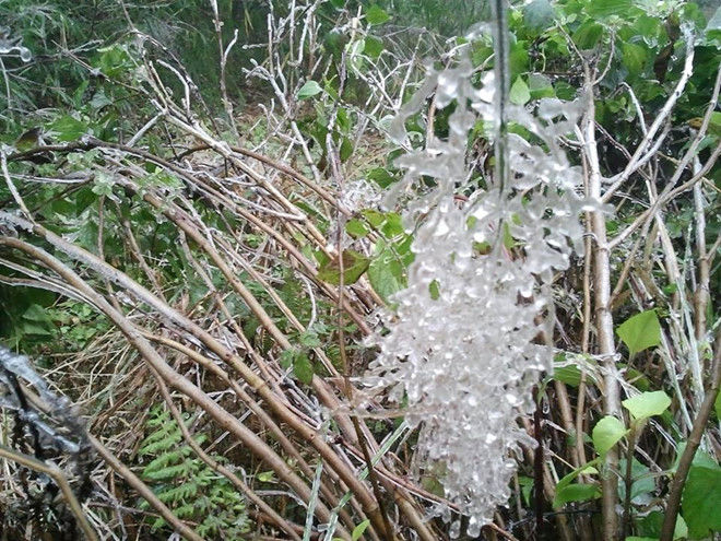 
Hiện tượng băng giá ở trên các cành cây tại đỉnh Fansipan vào sáng sớm 31/10 . Ảnh: Nguyễn Viết Mai.