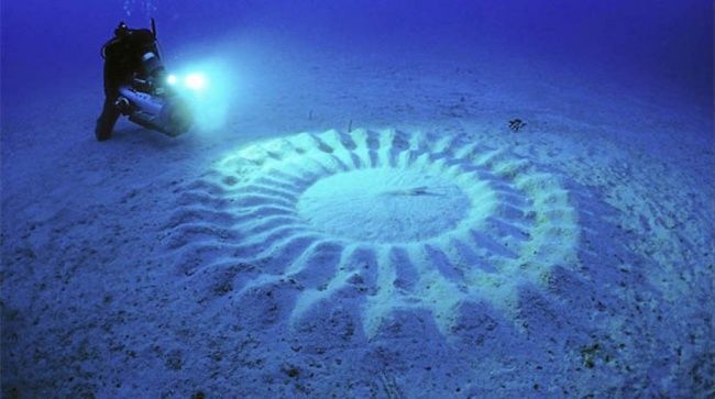 
Vòng tròn kỳ lạ dưới nước được tạo ra bởi cá puffer đực.