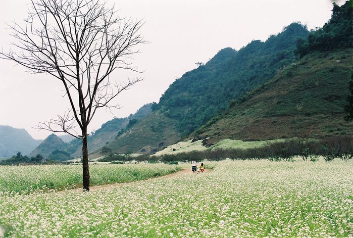 Đến ngay những điểm này để ngắm hoa cải trắng vào mùa đẹp nhất ở Mộc Châu