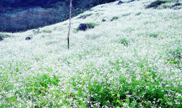 Đến ngay những điểm này để ngắm hoa cải trắng vào mùa đẹp nhất ở Mộc Châu