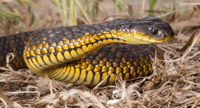 7 loài rắn nguy hiểm nhất thế giới, chẳng may mà thấy thì chạy cho nhanh nhé!