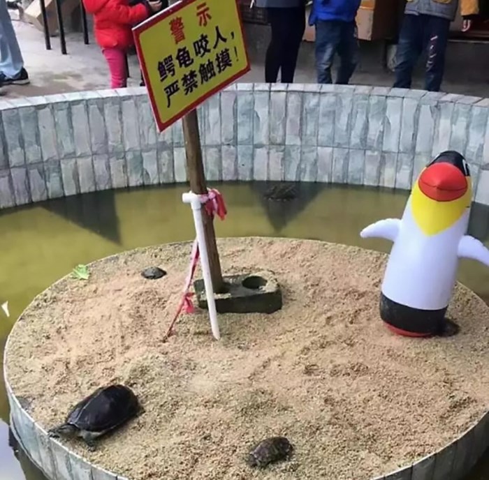 
"Chim cánh cụt" và "rùa may mắn" đang "chơi đùa" trong "phòng cát".