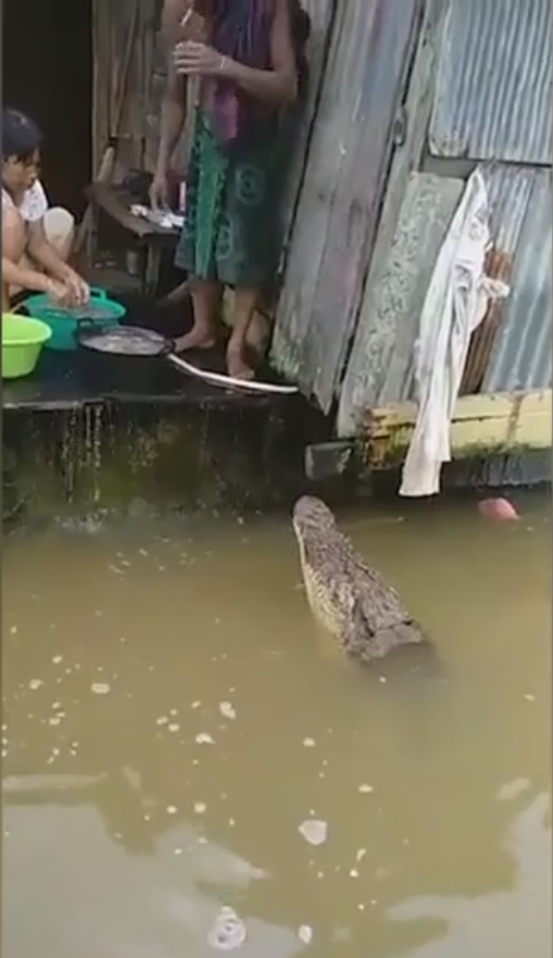 
Con cá sấu ngang nhiên tiếp cận người phụ nữ. (Ảnh: cắt từ clip)