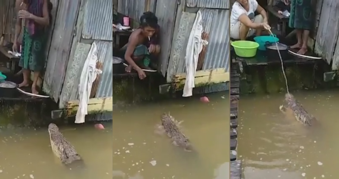 
Cá sấu bơi vào gần nhà dân để xin đồ ăn là chuyện thường. (Ảnh: cắt từ clip)