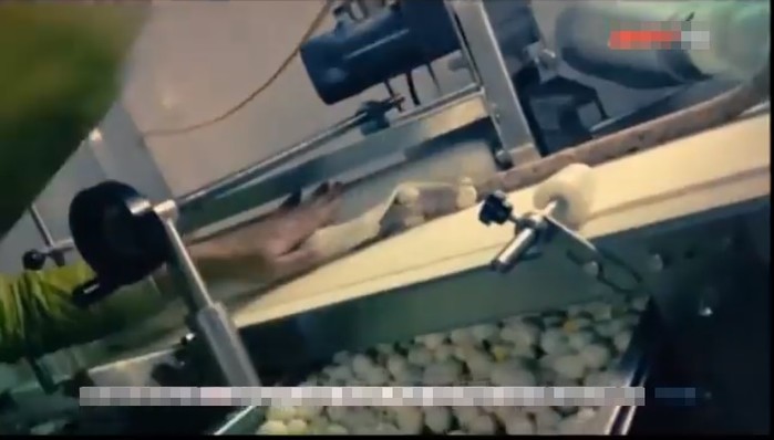 
Những đôi tay trần vô tư sờ nắn vào từng công đoạn làm bánh của người công nhân tại xưởng (Ảnh chụp màn hình)
