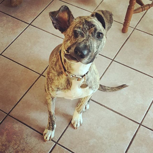 
Vào tháng 4/2016, trung tâm cứu hộ động vật Cuyahoga County Animal Shelter ở Ohio, Mỹ tiếp nhận một chú chó tội nghiệp bị bỏ rơi có tên Squish, khi đó 4 tháng tuổi.