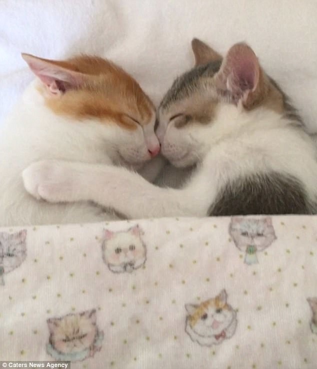 Đôi mèo không thể ngủ được - Sự hài hước và đáng yêu của đôi mèo này sẽ khiến bạn không thể rời mắt khỏi những hành động đáng yêu của chúng. Hãy xem hình ảnh và tìm hiểu tại sao đôi mèo này không thể ngủ được.