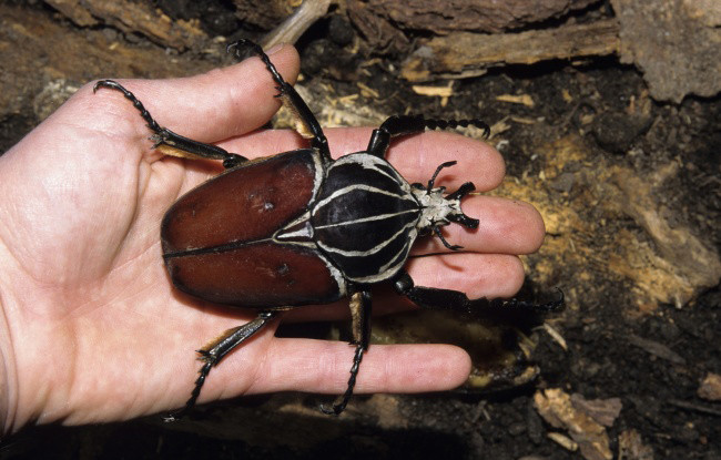 
Đây chính là loài bọ lớn nhất thế giới.