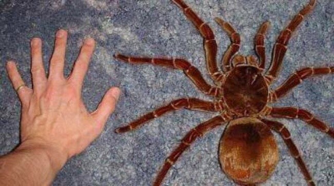 
Bạn sẽ không dám đối diện với cá thể lớn nhất của loài nhện này đâu.