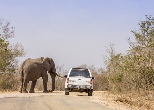 
Trong loài của mình thì voi Bush Châu Phi là những cá thể to lớn bậc nhất.