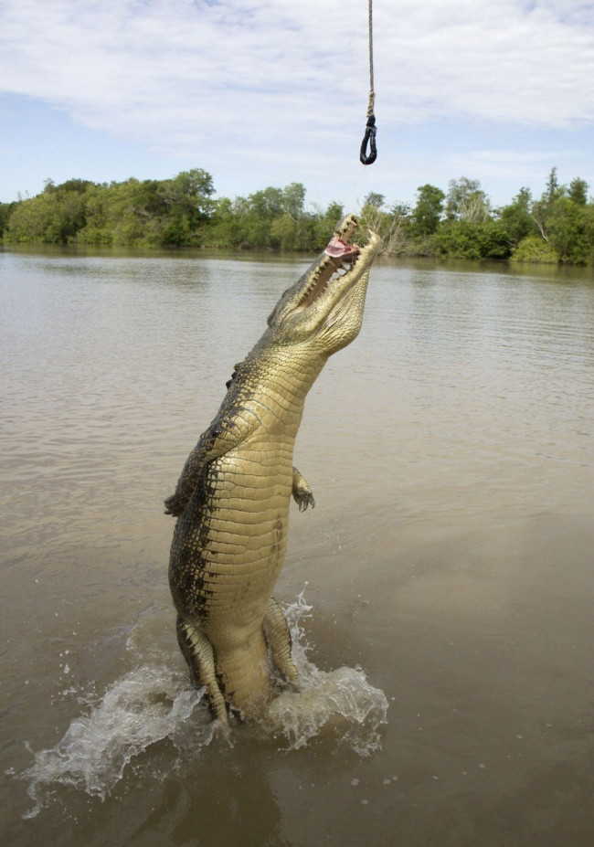 
Đừng để rơi xuống nước, vì chỉ một cú táp của loài cá sấu này thôi cũng đủ nuốt trọn cả cơ thể bạn rồi đấy.