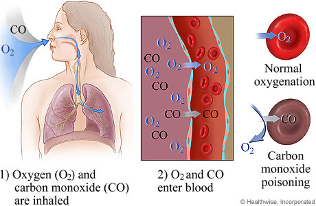 
Quá trình khí CO thâm nhập vào cơ thể.