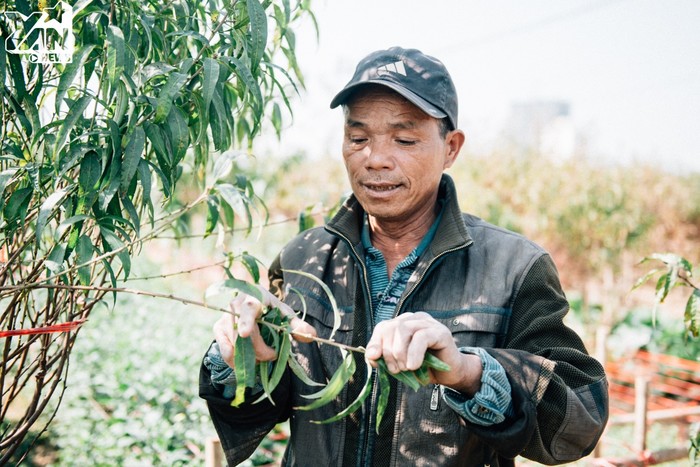 
Theo kinh nghiệm của người trồng đào lâu năm, anh Tuấn cho biết tùy từng giống đào và thời tiết để xác định thời gian tuốt lá cho đào