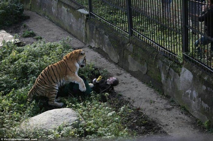 
Sư tử tại vườn thú Kaliningrad tấn công nhân viên sở thú