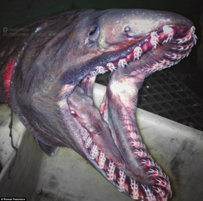 
Đây chính là loài cá mập mang xếp với bộ răng cực kì đáng sợ.