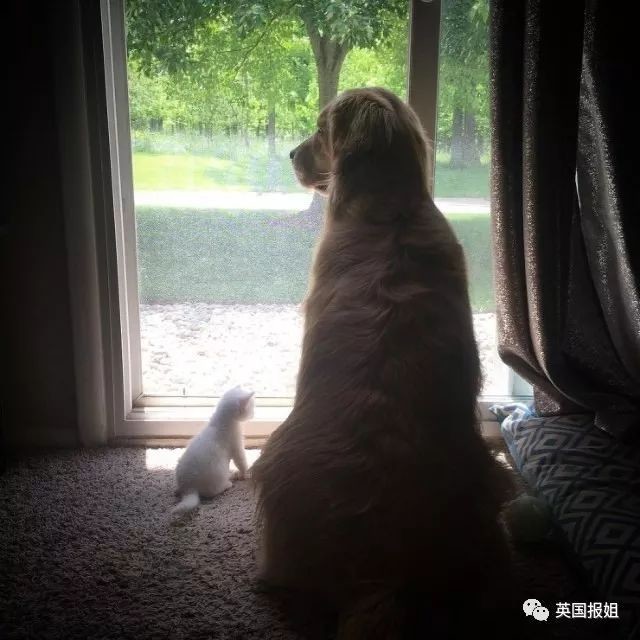 
Mỗi ngày, cặp đôi chó mèo này luôn cùng nhau ngồi trước cửa, tình cảm đến nỗi khiến người ta phải ghen tị.