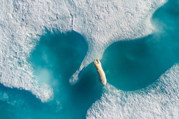

Gấu Bắc cực nhảy qua hai tảng băng trôi trên biển Nunavut Territory (Canada) - Ảnh: Florian Ledoux.