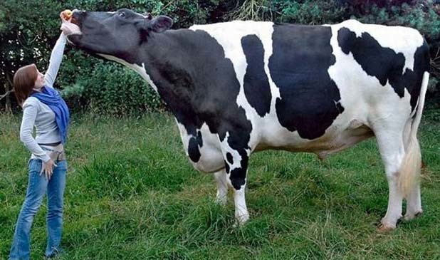 
Một con bò giống Frisian đạt tới trọng lượng hơn 1 tấn, nhìn kỹ mới thấy nó to và cao hơn một người trưởng thành rất nhiều