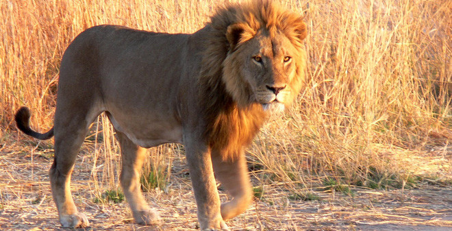 
Hãy thật bình tĩnh khi đối mặt với một con sư tử bởi vì nếu bạn run sợ nó sẽ biết bạn yếu thế hơn