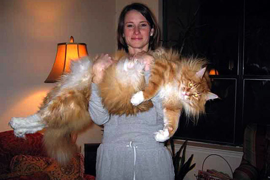 
Chú mèo "khổng lồ" này đến từ Califorinia, Mỹ. Con mèo dài tới 43,4cm, nó đã lập kỷ lục Guiness về "con mèo nuôi lớn nhất thế giới"