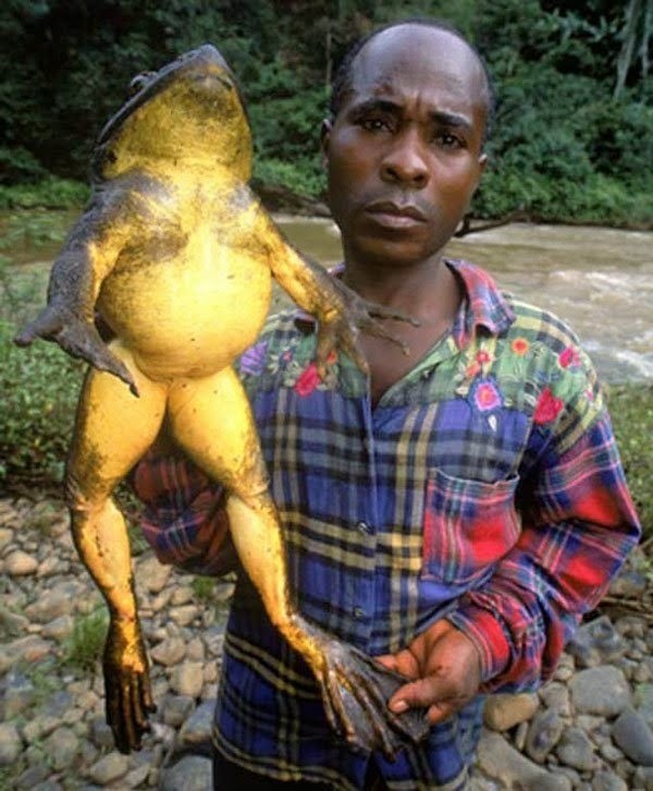 
Chú ếch khổng lồ có cân nặng lên tới 3kg, đây là loài ếch có tên Conraua goliath, chủ yếu sinh sống ở phía tây chây Phi