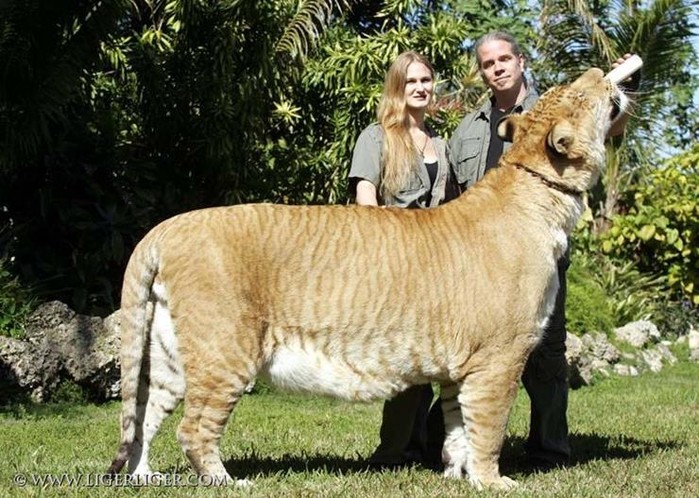 
Đây là con vật được gọi là sư tử hổ, tên khoa học là Panthera Leo, là con lai giữa sư tử đực và hổ cái, đây cũng là đại miêu thuộc họ mèo. 