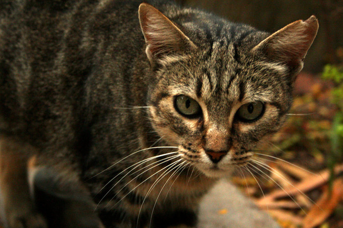 
Loài mèo Cát (undomesticated cat) được coi là thú săn mồi đáng sợ nhất châu lục.