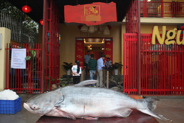 
Con cá có cân nặng 160kg, dài 2,3m có nguồn gốc từ Campuchia