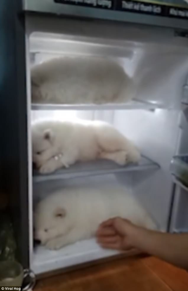 
3 chú chó con nằm thu lu trong tủ lạnh