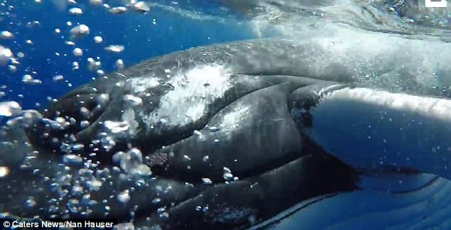 
Con cá voi rất nỗ lực trong việc cảnh báo nguy hiểm cho nhóm nghiên cứu.