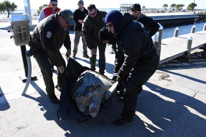 
Các nhân viên cứu hộ cứu những chú rùa bị đông cứng trong bom bão tuyết