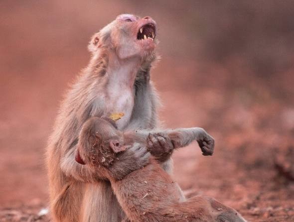 
Khoảnh khắc khiến người xem phải rơi nước mắt được nhiếp ảnh gia Avinash Lodhi người Ấn Độ chụp lại ở Jabalpur. Trong tấm ảnh là hình khỉ mẹ đang ôm lấy con mình, dường như nó đang khóc vì quá đau lòng.