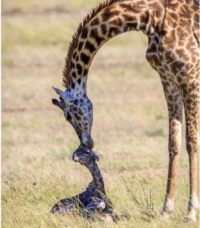 
Hình ảnh được chụp ở công viên Maasai Mara National Park, Kenya. Chú hươu cao cổ mới sinh đang cố gắng tập đi những bước đi đầu đời, hươu cao cổ mẹ ở bên cố gắng động viên và khích lệ con mình bằng cách không ngừng "hôn" vào trán hươu con.