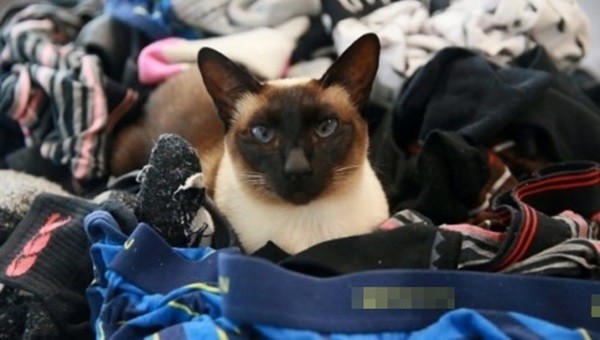 
Mèo Brigit bên "bộ sưu tập" của mình (Ảnh: Bright Side)